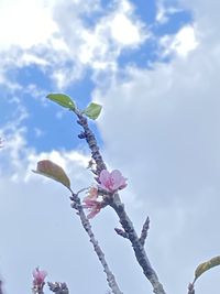 Photo by somenatturefan via iNaturalist (Copyright somenatturefan)