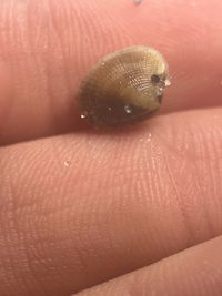 gbif image for Chione grus