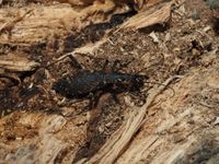 Carabus blaptoides oxuroides (Schaum, 1862)