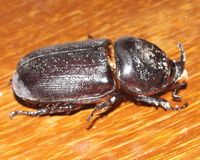 Oryctes rhinoceros (Linnaeus, 1758)