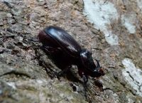 Oryctes rhinoceros (Linnaeus, 1758)