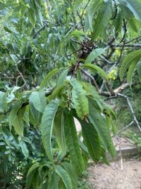 Photo by India via iNaturalist (Copyright India)