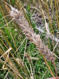 Photo by glkapene via iNaturalist (Copyright glkapene)