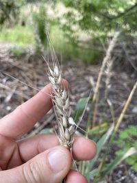 Photo by Lisa Bennett via iNaturalist (Copyright Lisa Bennett)