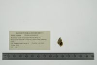 gbif image for Elimia potosiensis