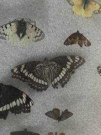 gbif image for Limenitis weidemeyerii