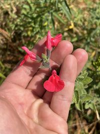 Photo by Andrei via iNaturalist (Copyright Andrei)