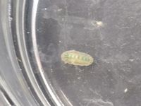 gbif image for Acanthochitona pygmaea