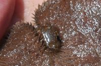 gbif image for Dissodactylus encopei