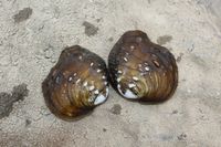 gbif image for Quadrula nobilis