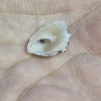 gbif image for Xenophora conchyliophora