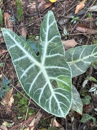 Alocasia longiloba Miq.