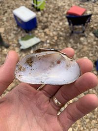 gbif image for Ptychobranchus occidentalis