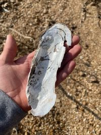 gbif image for Cumberlandia monodonta