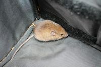 gbif image for Reithrodontomys humulis