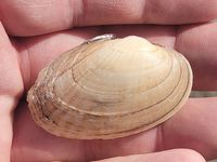 gbif image for Lampsilis bracteata