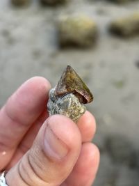 gbif image for Calliostoma jujubinum