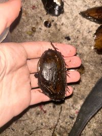 gbif image for Elliptio congarea