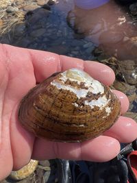 gbif image for Lampsilis altilis