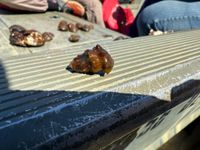 gbif image for Lithasia armigera