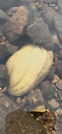 gbif image for Lampsilis cariosa