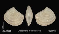 gbif image for Crassinella martinicensis