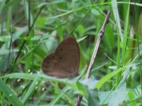 gbif image for Lethe eurydice