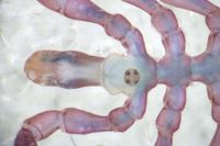 gbif image for Endeis spinosa