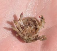 gbif image for Hypoconcha arcuata