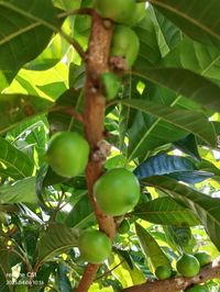 652〓希少Pouteria sp. 'Calice de Flor' アビウ 652〓希少Pouteria sp. 'Calice de Flor' アビウ