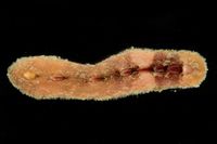 gbif image for Cryptoplax larvaeformis