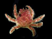 gbif image for Mithrax acuticornis