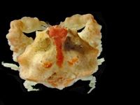 gbif image for Speloeophorus pontifer