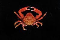 gbif image for Mithrax pleuracanthus