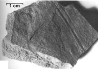 gbif image for Sigillariaceae