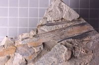 gbif image for Cordaitaceae