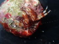 gbif image for Pagurus provenzanoi