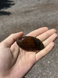 gbif image for Ptychobranchus subtentus