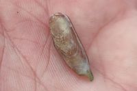 gbif image for Lithophaga aristata