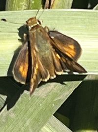 gbif image for Ochlodes sylvanoides