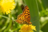 gbif image for Speyeria edwardsii