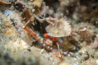 gbif image for Munida pusilla