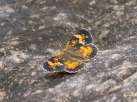 gbif image for Phyciodes batesii