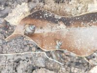 gbif image for Lagocheilus hungerfordianus