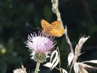 gbif image for Speyeria adiaste