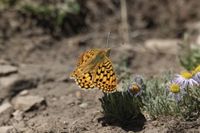 gbif image for Speyeria egleis