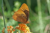 gbif image for Speyeria diana