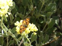 gbif image for Phyciodes montana