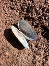 gbif image for Velesunio angasi