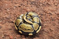 Python regius (Shaw, 1802)